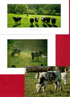 Ballade En Normandie - LES VACHES - Production Leconte - Cows