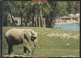 91 - Parc De Saint Vrain - éléphant D'asie - Saint Vrain