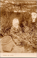 Asie  - Picking Tea Leaves - Carte Photo - Métier - Récolte Agriculture Japon - Autres & Non Classés