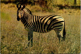 (1 P 10) Zebra - Zèbres