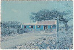 Aruba - Typical Aruban Country View  (Cunucu) With 'çunucuhouse' And Divi Divi Tree - (Neth. Antilles ) - Aruba