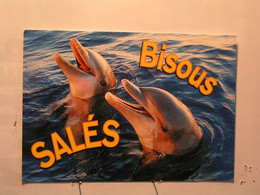 Animaux & Faune > Dauphins - Bisous Salés - Dauphins