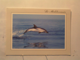 Animaux & Faune > Dauphins - Dauphin Bleu Et Blanc - Dauphins