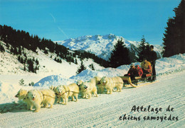 Chien * Attelage De Chiens Samoyèdes , Du Restaurant LE SARTO Au Col Des Saisies * Dog - Perros