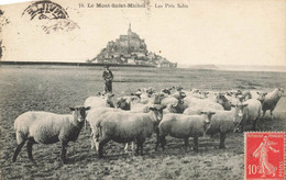 Le Mont St Michel * Vue Sur Les Moutons Des Prés Salés * Berger Métier - Le Mont Saint Michel