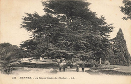 Rennes * Le Grand Cèdre Du Thabor * Arbre * Parc Jardin Public - Rennes