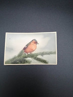 Carte Sonore - Un Oiseau Sur Une Branche De Sapin - Colorisé - Coloprint - Pouet - Carte Postale Ancienne - Cartoline Con Meccanismi