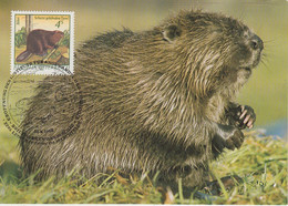 Austria 1988 Beaver 1v Maxicard  (AN163B) - Fauna Artica