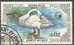 MONGOLIE - Cygne Siffleur (Cygnus Bewickii) - Swans