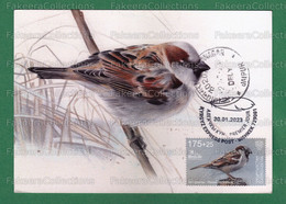 KYRGYZSTAN 2023 KEP - Bird Of The Year (IV) 2022 - HOUSE SPARROW 1v Maxim Card - Registered Used - Birds, Sparrows - Cernícalo