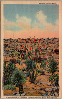 Cactus Ocotillo In Bloom On The Desert New Mexico 1941 Curteich - Cactus