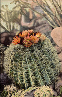 Cactus Barrel Cactus Curteich - Cactus
