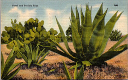 Cactus Sotol And Prickly Pear 1946 - Cactus