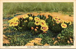 Cactus Prickly Pear In Bloom Curteich - Sukkulenten