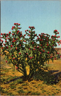 Cactus Cholla Cactus Curteich - Cactusses