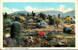 Cactus Barrel Cactus On The Desert Curteich - Cactusses