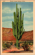 Cactus World's Largest Sahuaro Arizona Curteich - Cactusses