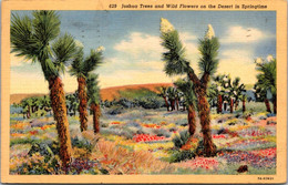 Cactus Joshua Trees And Wild Flowers On The Desert In Springtime 1939 Curteich - Sukkulenten