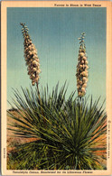 Cactus Yuccas In Bloom In West Texas 1941 Curteich - Cactusses