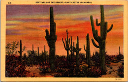 Cactus Sentinels Of The Desert Giant Sahuaro Cactus Curteich - Cactusses