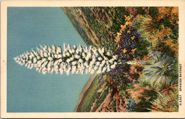 Cactus Spanish Bayonet Arizona Fred Harvey - Cactus