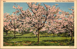 Mississippi Tung Oil Trees In Bloom Curteich - Sonstige & Ohne Zuordnung