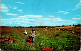 Massachusetts Cape Cod Cranberry Bog At Picking Time 1967 - Cape Cod