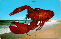 Massachusetts Cape Cod Large Lobster Beach Scene 1972 - Cape Cod