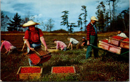 Massachusetts Cape Cod Harvesting Cranberries - Cape Cod