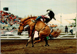 Canada Calgary Stampede And Exhibition Rodeo Scene Bronco Busting - Calgary