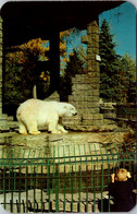 Colorado Denver Polar Bear In City Park Zoo - Denver