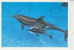 Italy 1995 Postcard Delphins Ca Bologna Sophilex 22.10.1995 (AN177) - Fauna Artica