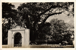 PC VENEZUELA, SAMAN DE GUERE, Vintage REAL PHOTO Postcard (b45640) - Venezuela