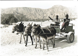 NAMIBIE ( Sud Ouest Africain ) - PHOTOGRAPHIE De KETTLER Jean Paul -Charrette, Ânes - SUPERBE CLICHE - RARE - VOIR SCANS - Namibia