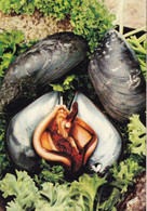 Delcampe - MYTILICULTURE - Les Fruits De Mer - La Moule - Très Bon état - Fischerei