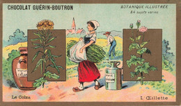 CHROMOS - S11581 - Chocolat Guérin Boutron Le Colza Huile L'Œillette Botanique Illustrée  Env.10,6x6,2 Cm-L2 - Guerin Boutron