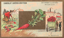 CHROMOS - S11583 - Chocolat Guérin Boutron Botanique Illustrée Betterave Agriculture  En L'état Env.10,6x6,2 Cm-L2 - Guerin Boutron