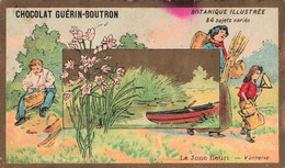 CHROMOS - S11586 - Chocolat Guérin Boutron Botanique Illustrée Le Jonc Fleuri Vannerie En L'état Env.10,6x6,2 Cm-L2 - Guerin Boutron