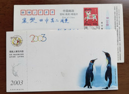 China 2003 New Year Greeting Pre-stamped Card Antarctic Penguin - Faune Antarctique