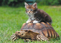 Amimal Friends - Cat & Turtle - Kitten - Tortue - Zeeschildpad - Schildkröte - Tartaruga - Tortuga - Schildkröten