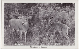Temagami - Canada - Buck, Roe - Thousand Islands