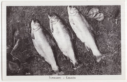 Temagami - Canada - Salmon - Thousand Islands