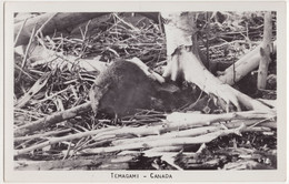 Temagami - Canada - Beaver - Thousand Islands