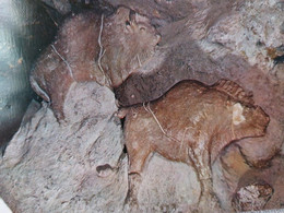 Musee De Prehistoire Bisons - Musées