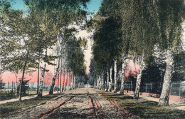 LEHNITZ - BIRKEN-ALLEE - CARTOLINA FP SPEDITA NEL 1919 - Lehnitz