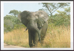 TBC POST - CP - Éléphant / Olifant / Elefant / Elephant - 08/11/2015 - Poste Privée / Privé-Post / Private Post - Private & Local Mails [PR & LO]