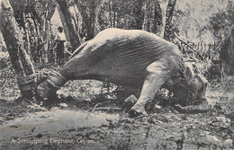 Sri Lanka - A Struggling Elephant - Ceylon - Edit. Platé LTD - Carte Postale Ancienne - Sri Lanka (Ceylon)