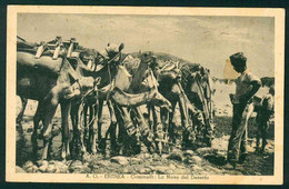 COL65 COLONIALE ITALIANA ERITREA AFRICA ORIENTALE CAMMELLI - LA NAVE DEL DESERTO - 1930 CIRCA - Erythrée