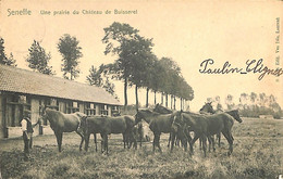 Seneffe - Prairie Du Château De Buisseret - Seneffe