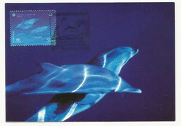 Portugal Açores Dauphin Dauphins Carte Maximum 1998 Azores Dolphin Dophins Maxicard - Dauphins